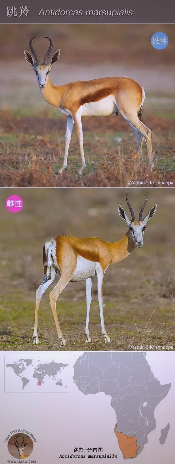 探索野生羚羊的奇妙世界