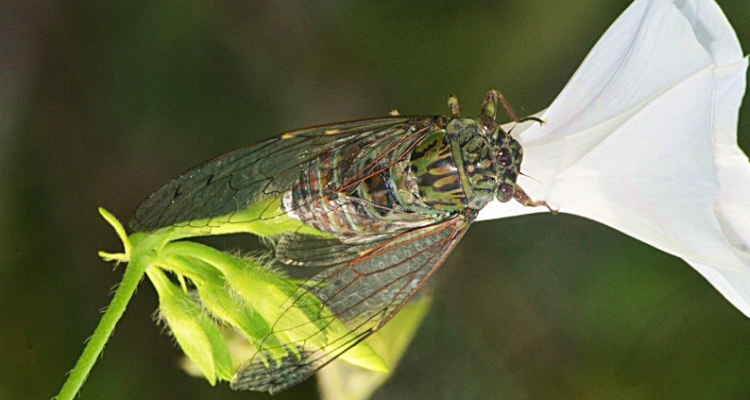 蝉螂是怎么繁殖的