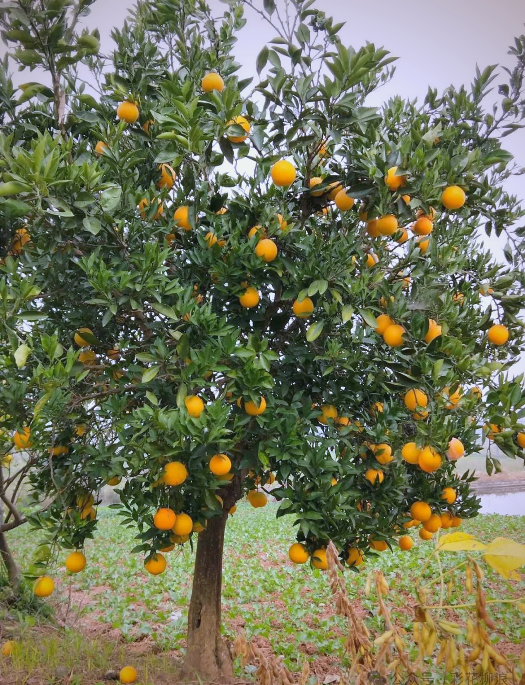 金桔树:被誉为"黄金果树"的多样别名与丰富特征