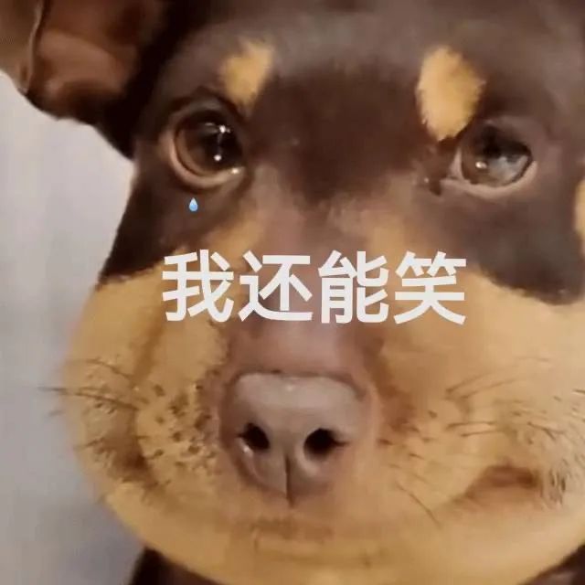 憨憨肿脸狗勾表情包