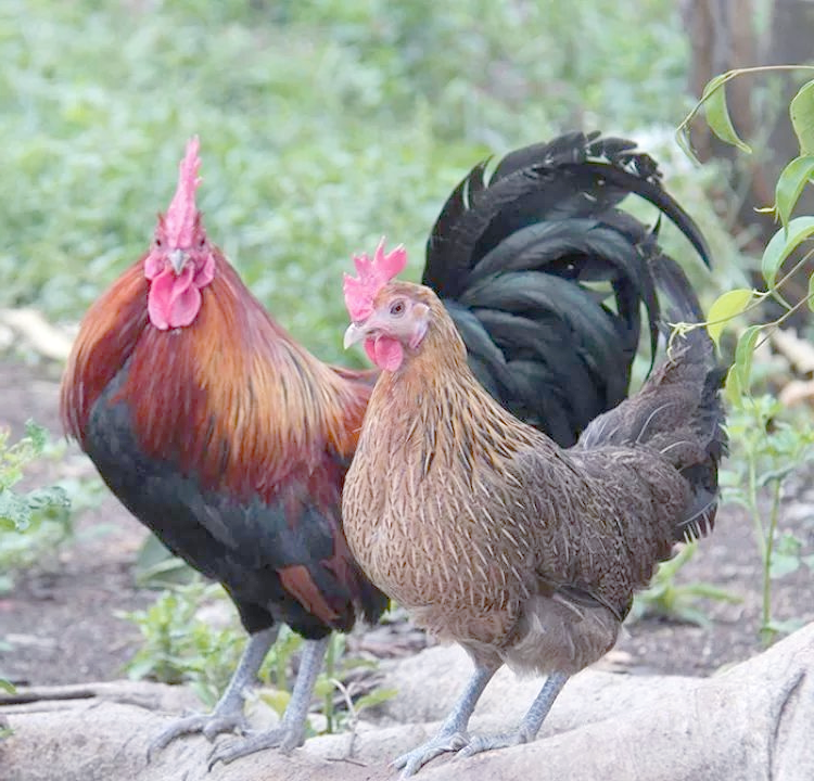 云南土鸡大揭秘:九种家禽列入国家遗传资源保护