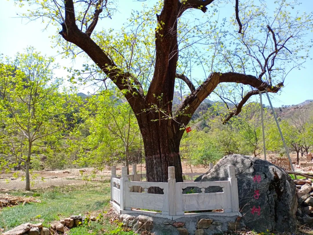 【文化灵寿】灵寿县的古树名木