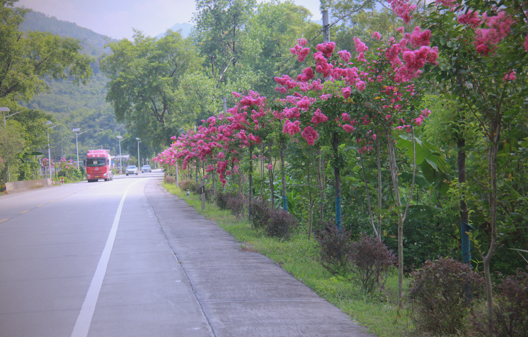 县内多处干线公路路树盛开,绿美公路建设初见成效