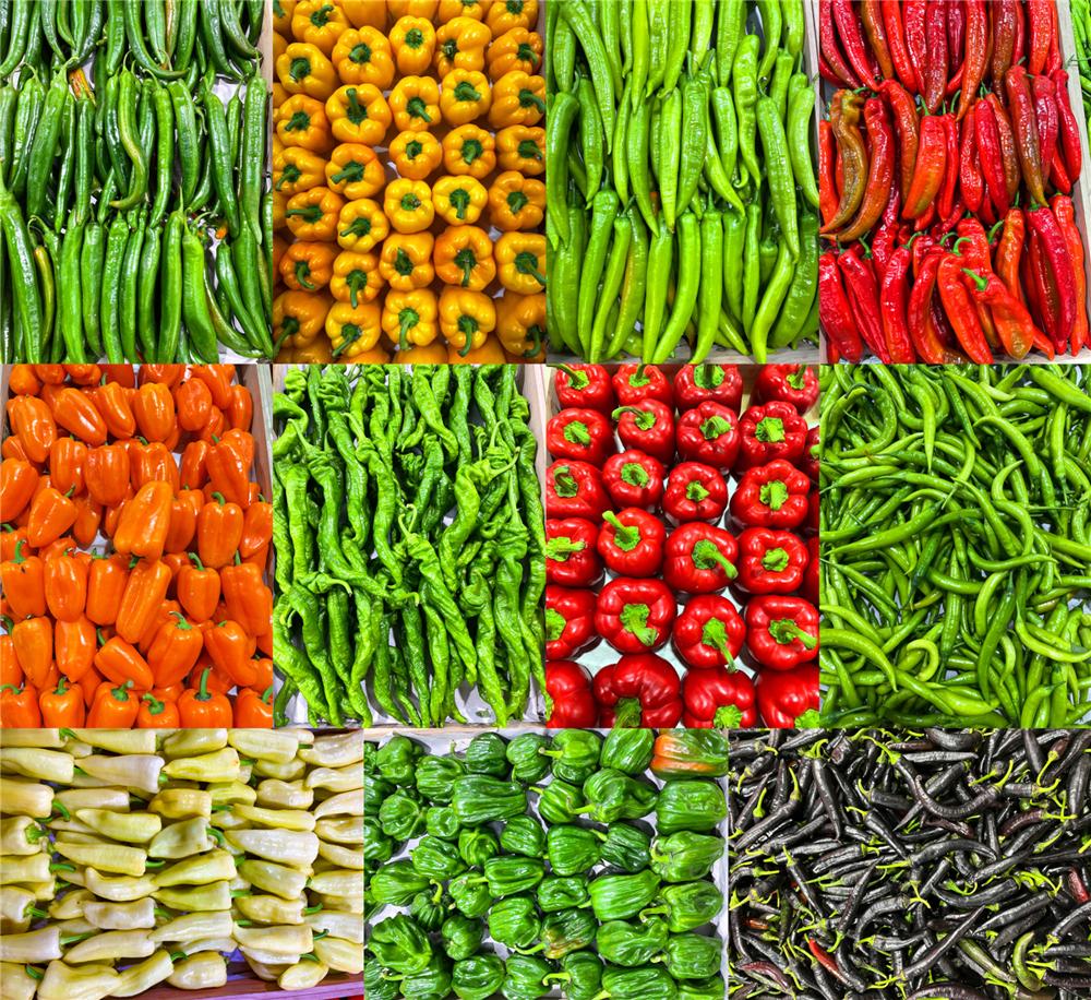 女摄影人眼中的"中国蔬菜之乡"寿光(一)