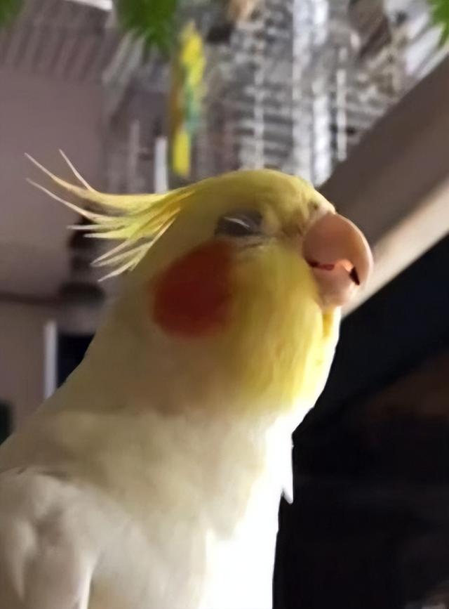 玄凤鹦鹉:可爱小巧又好奇,易于训练的鸟类宠物!