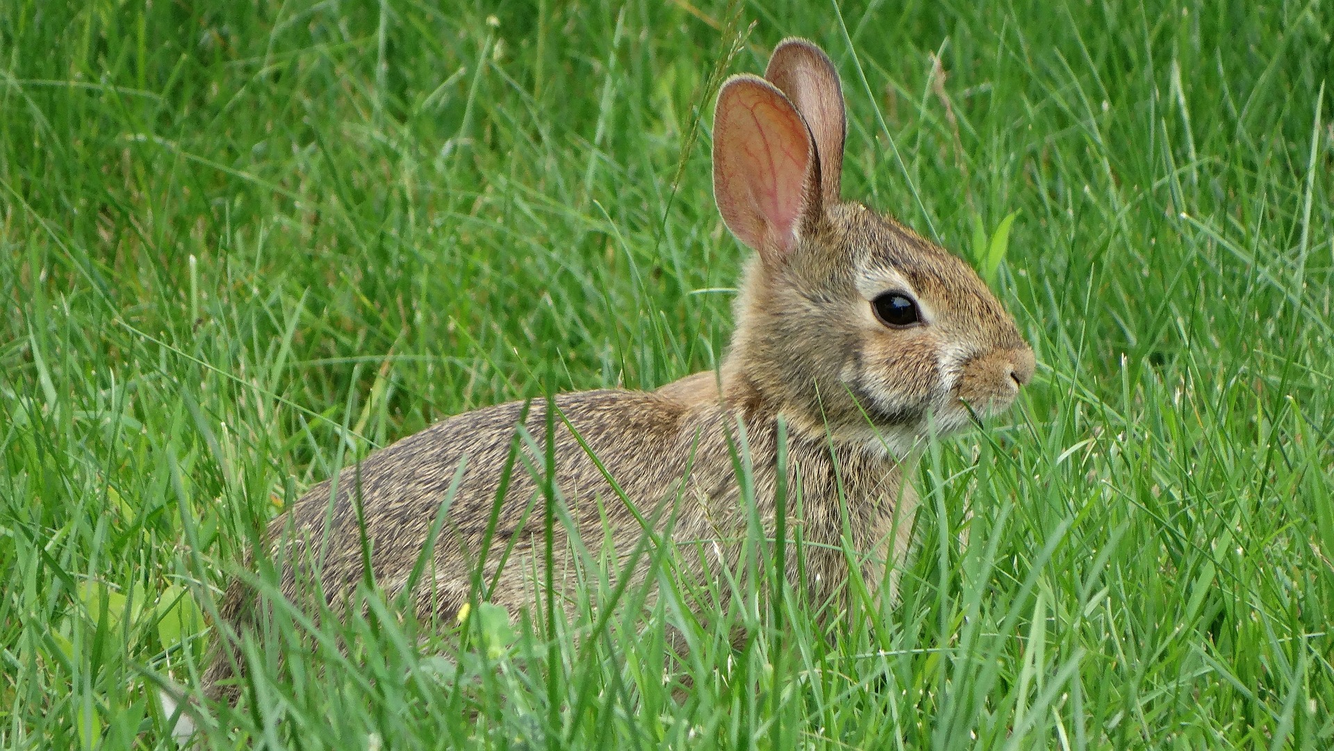 兔年英語怎麼說?rabbit, hare, bunny都是兔子,有啥區別?