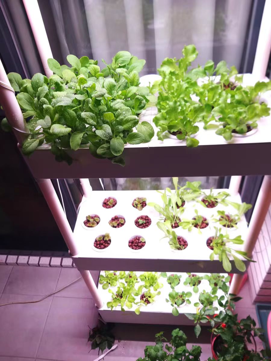 家庭室内种植水培蔬菜
