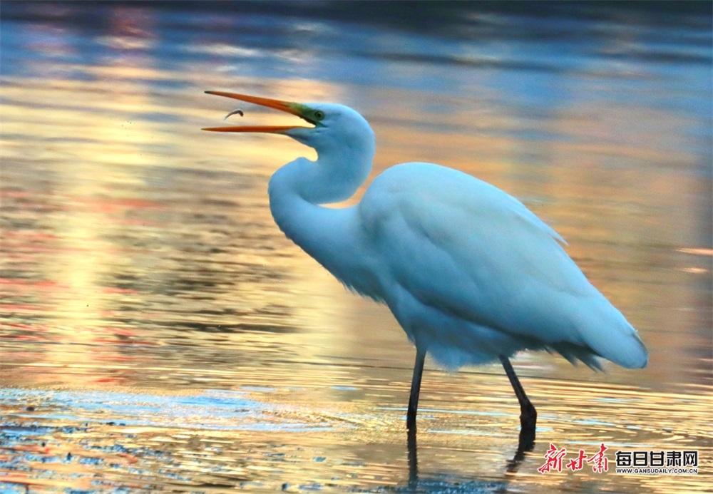 康县燕子河:晚霞与白鹭齐飞
