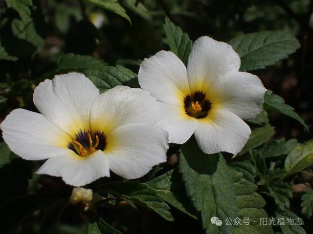 白时钟花,花开有节,枕着光