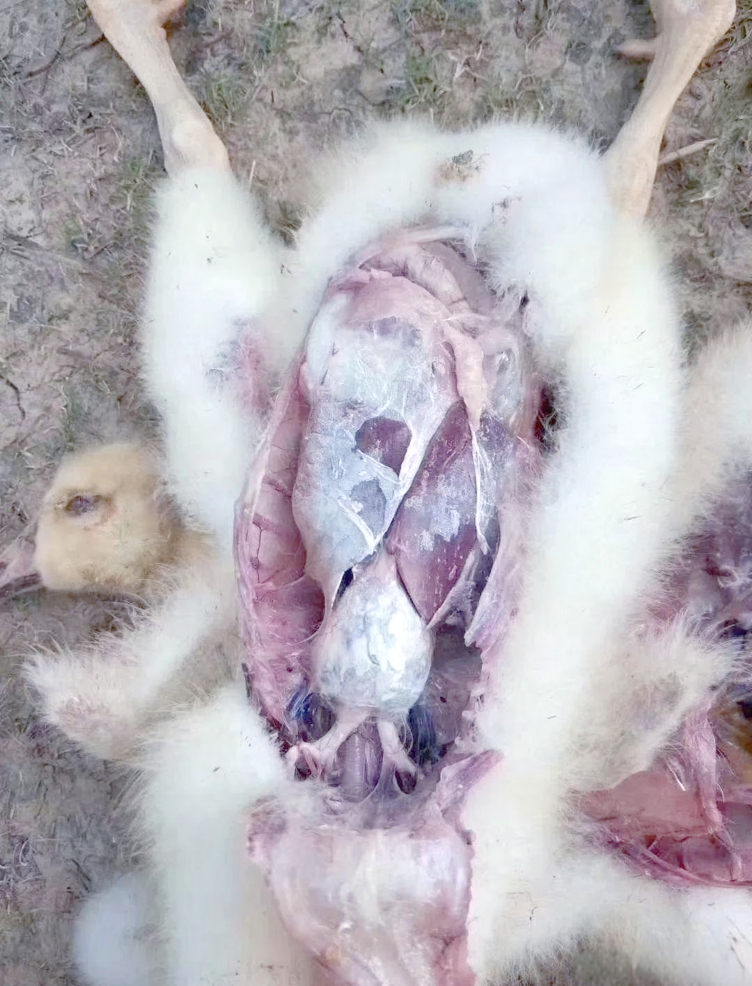 小鹅拉白色稀便的病因与防治方法