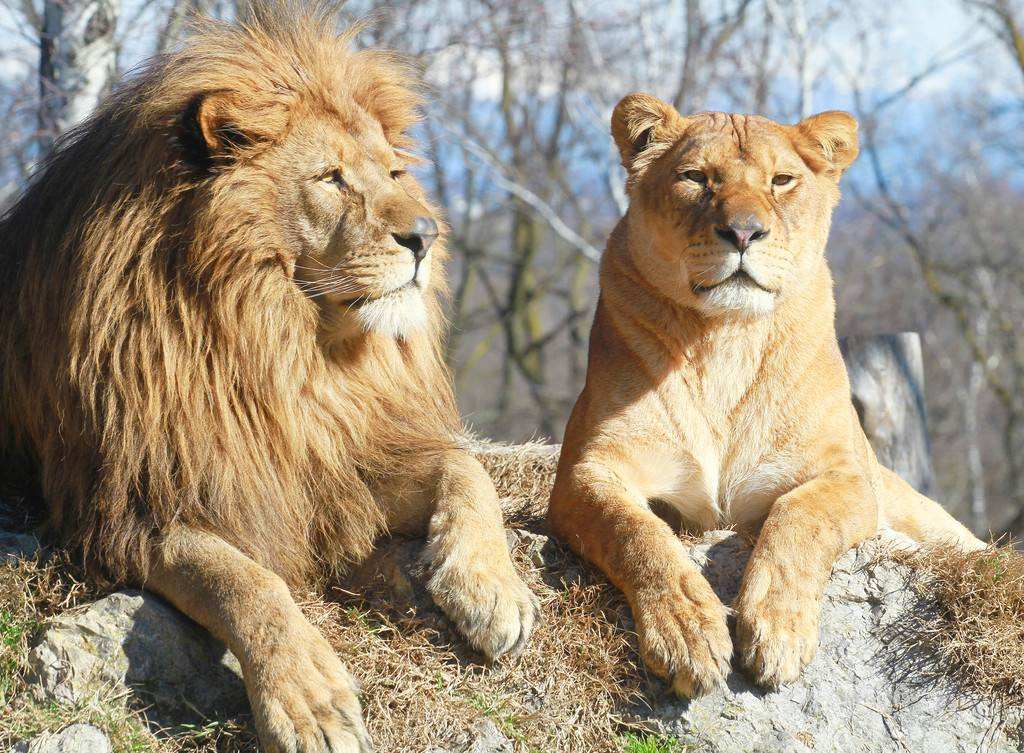 老虎和狮子存在生殖隔离,却有狮虎兽能生下后代,原因何在?