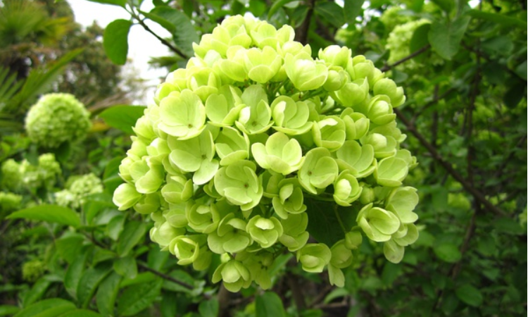 绿色绣球花的花语