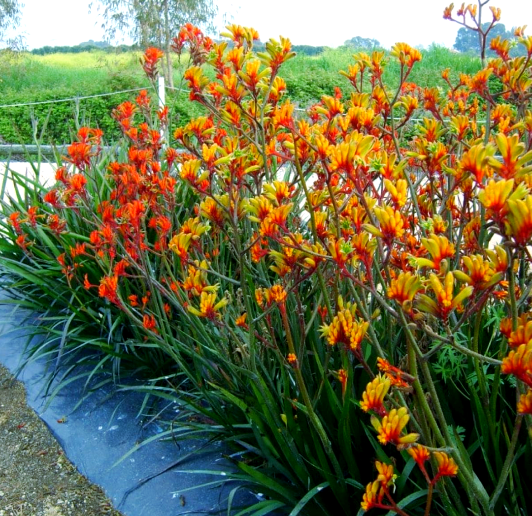 澳洲特有植物袋鼠爪,西澳大利亚的象征