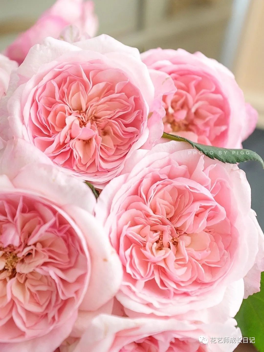 100朵玫瑰vol.27|5号香水,粉色系玫瑰中的颜值王炸!