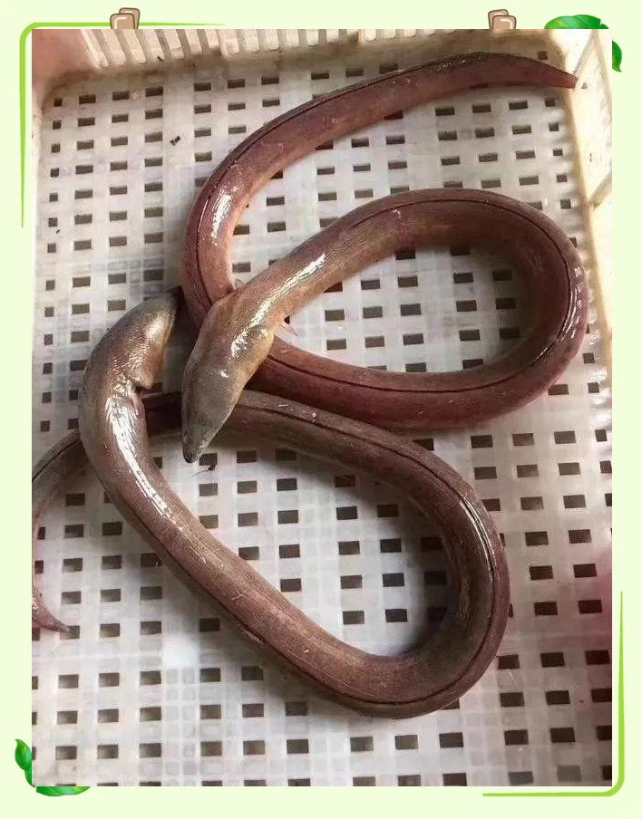 土龙:非龙非蛇,却营养丰富的海洋生物