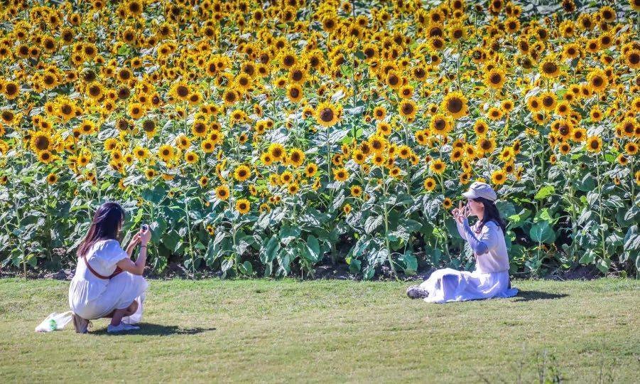 晴好天气加持 国庆假期七天近550万人次上海市民逛公园