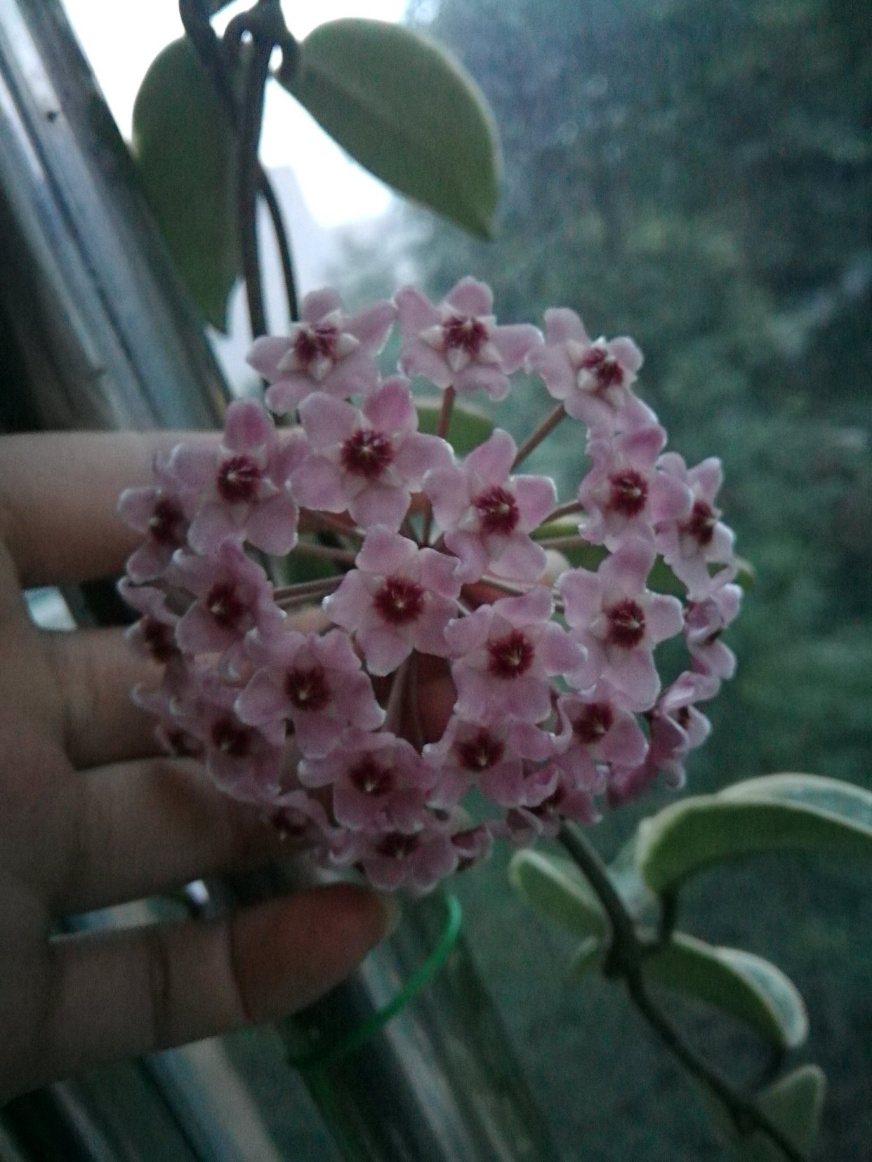 室内盆栽"新宠"—三色球兰,观叶又赏花,芬芳馥郁,开花也勤奋