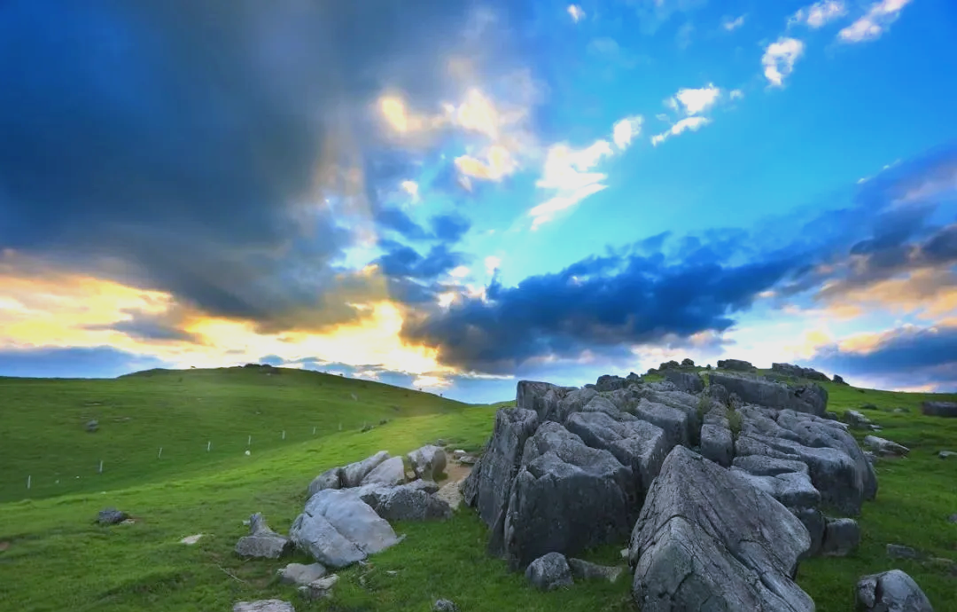 在广袤的云上草原,树木的身影寥寥无几,而高山杜鹃却密密麻麻地铺满