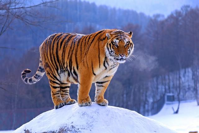 凌晨两点生肖男虎运势(属虎的凌晨两点出生是饱虎吗)