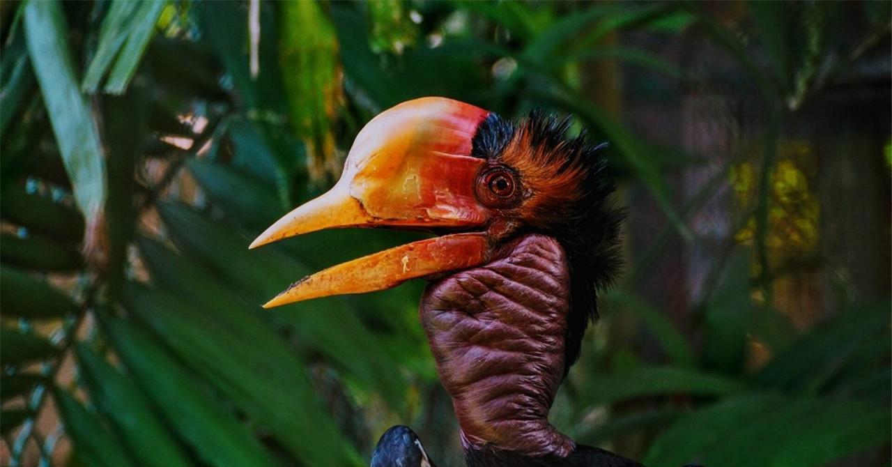 盔犀鸟:头骨深受贵族的追捧,被称为"鹤顶红",价格比黄金还贵