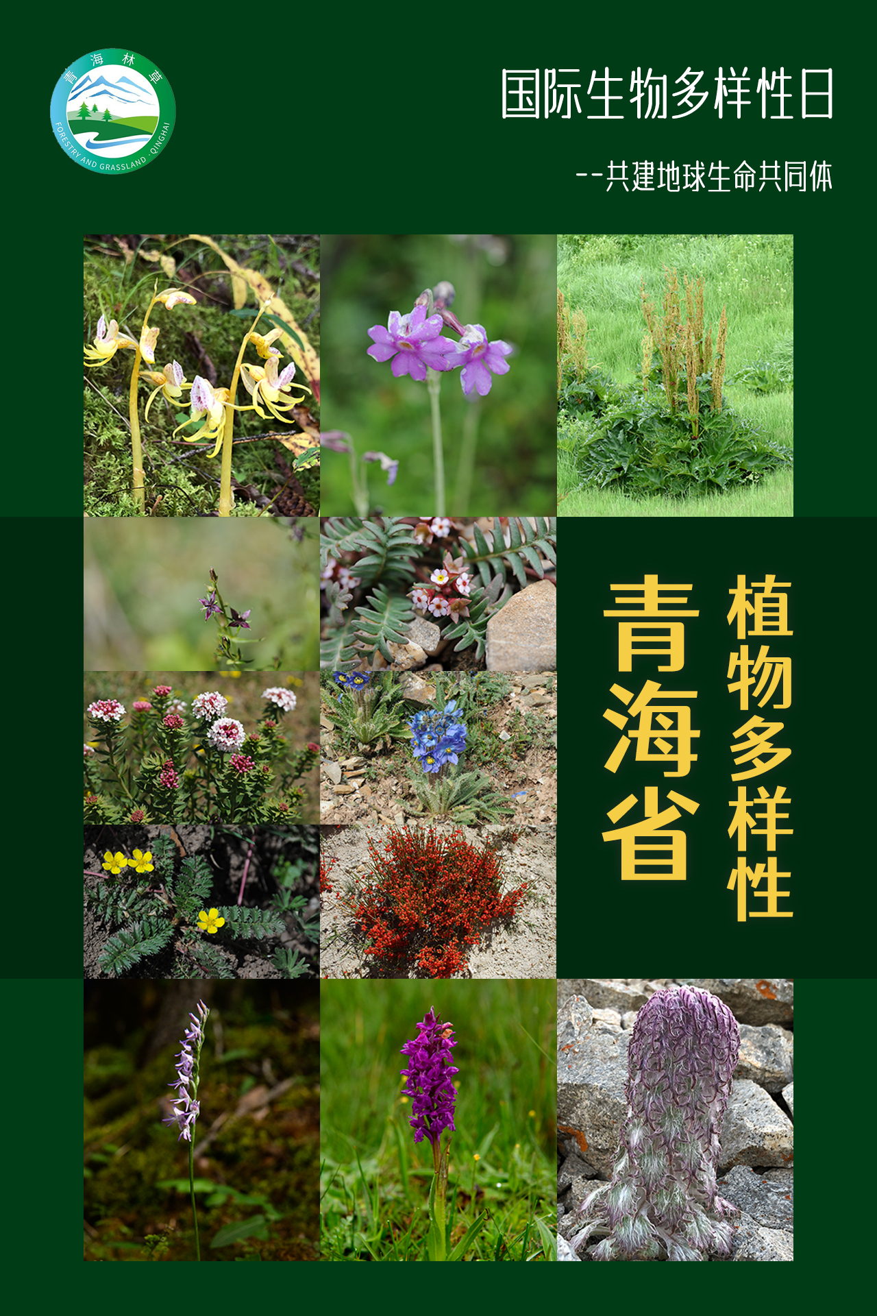 国际生物多样性日|植物多样性:一抹明艳"高原色"