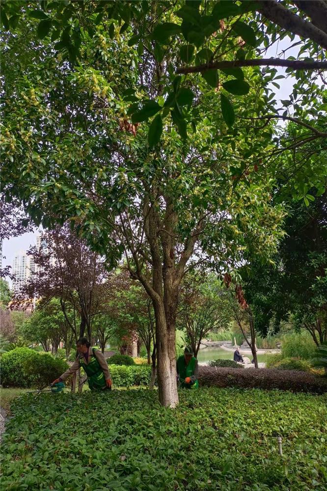 江华县城市园林绿化服务中心工作人员在平头岩公园桂花树下修剪苗木.