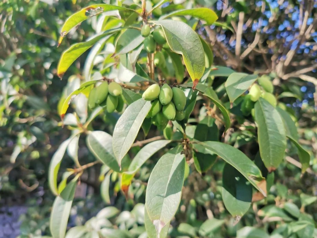 你见过桂花树结果吗?快来金海街头一探究竟吧!