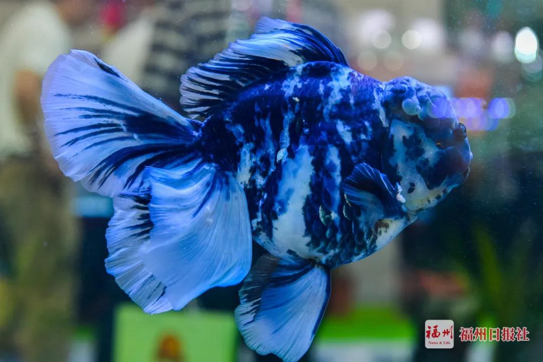 水墨三色兰寿金鱼(资料图).福州晚报记者 陈暖 摄