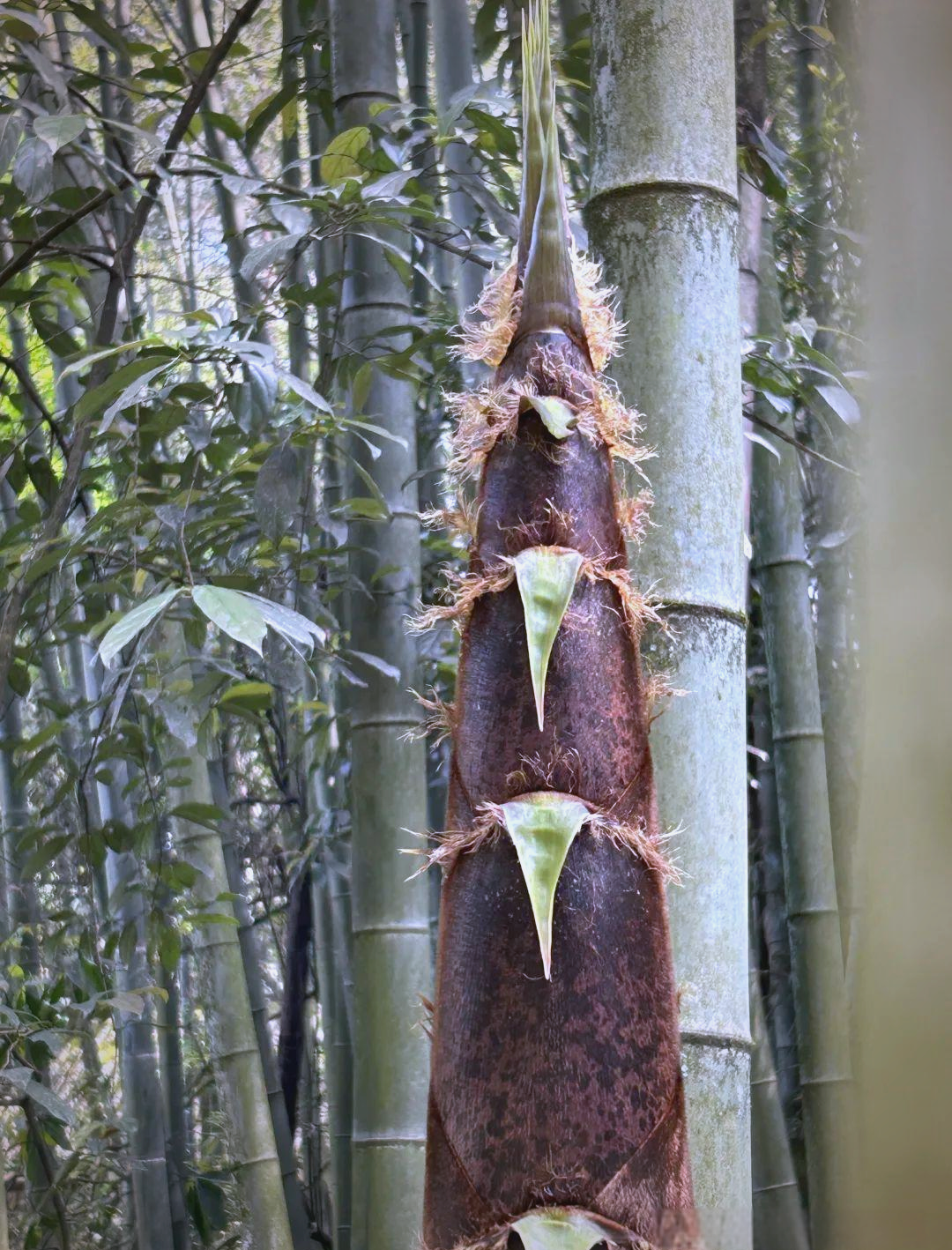 植物探秘:毛竹与美食的奇妙邂逅