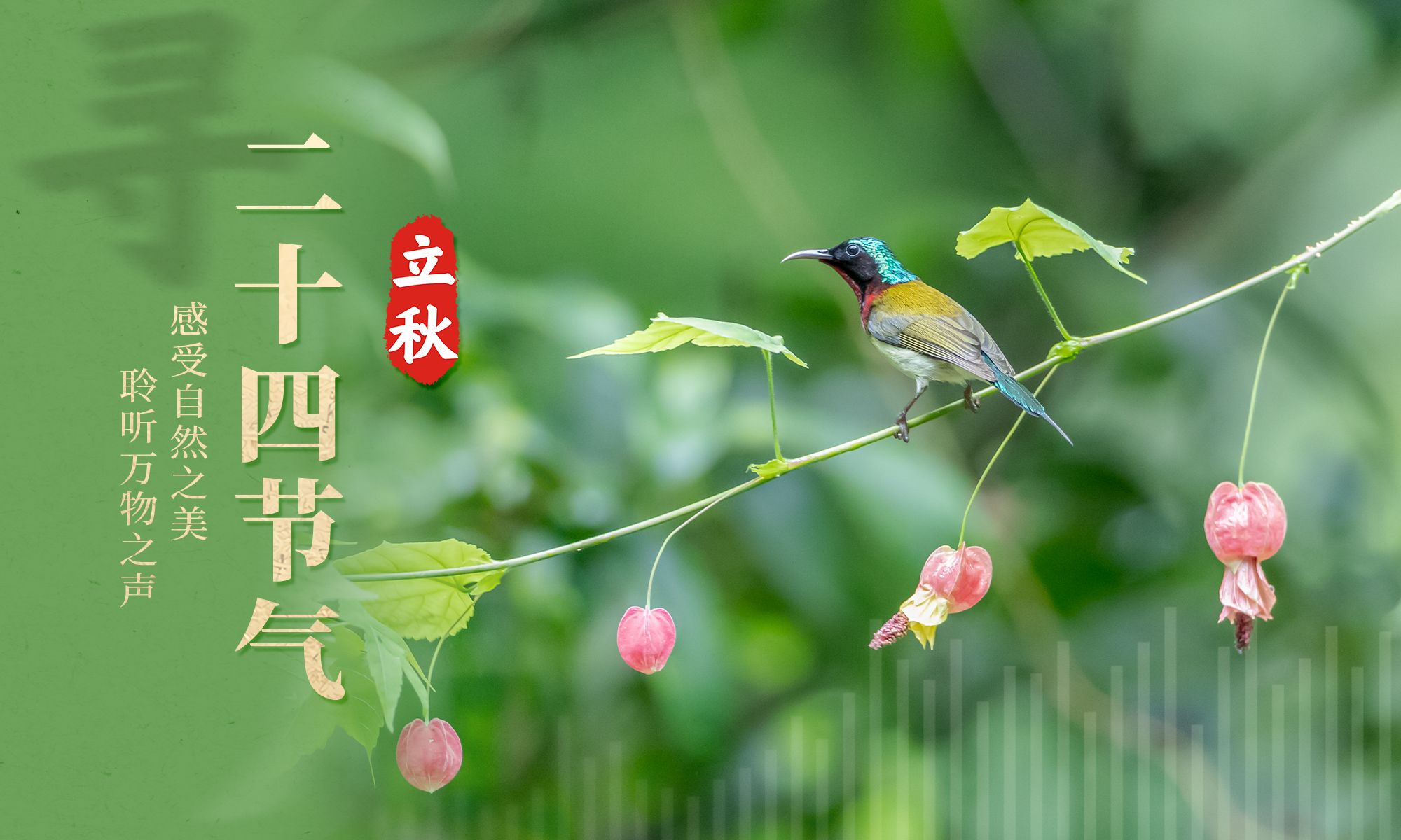 寻声·立秋|一叶知秋清凉意,俏立残荷待暑消