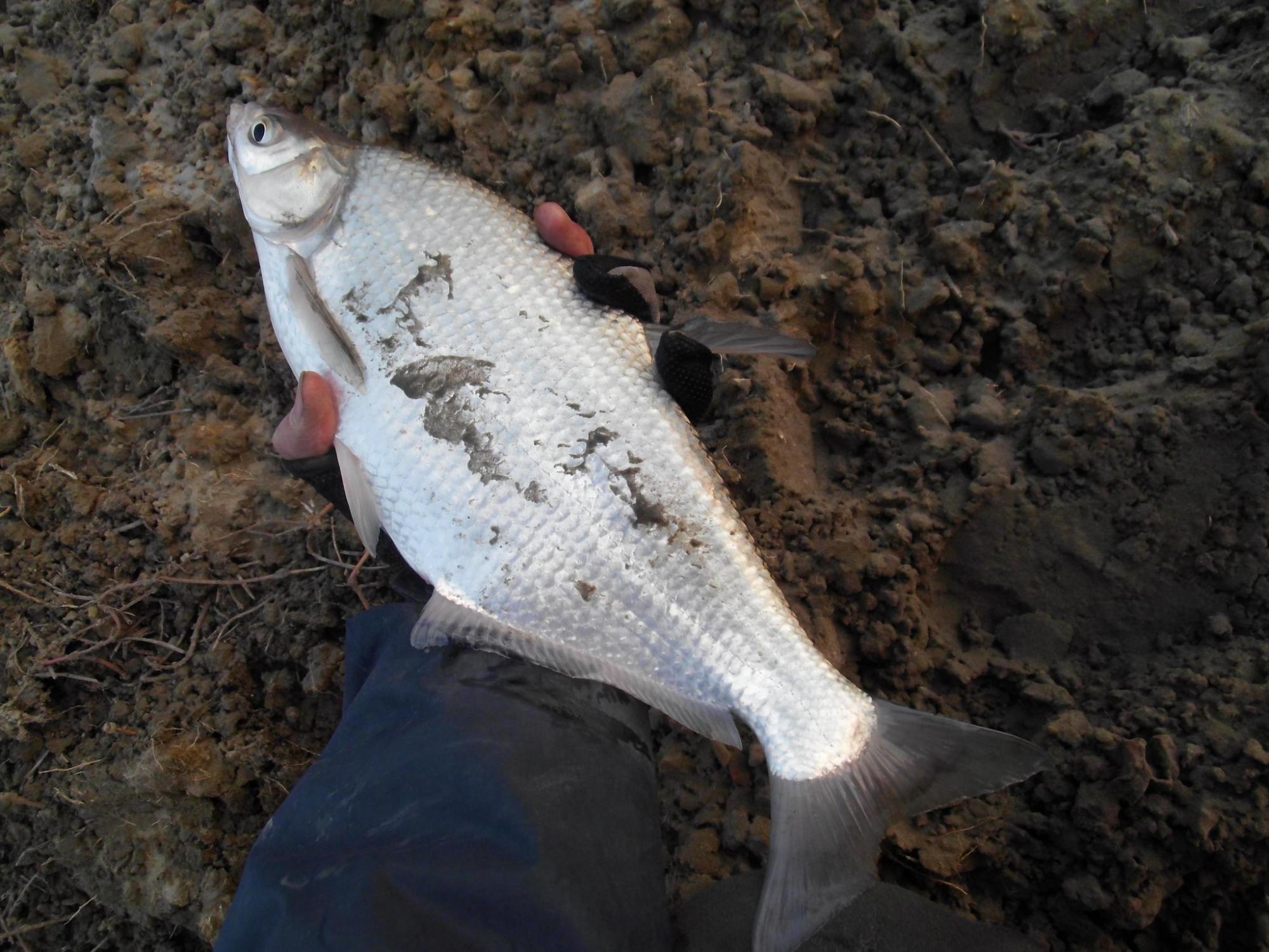 野钓鳊鱼:用这两种钓法,效果立刻不同,爆护不是梦