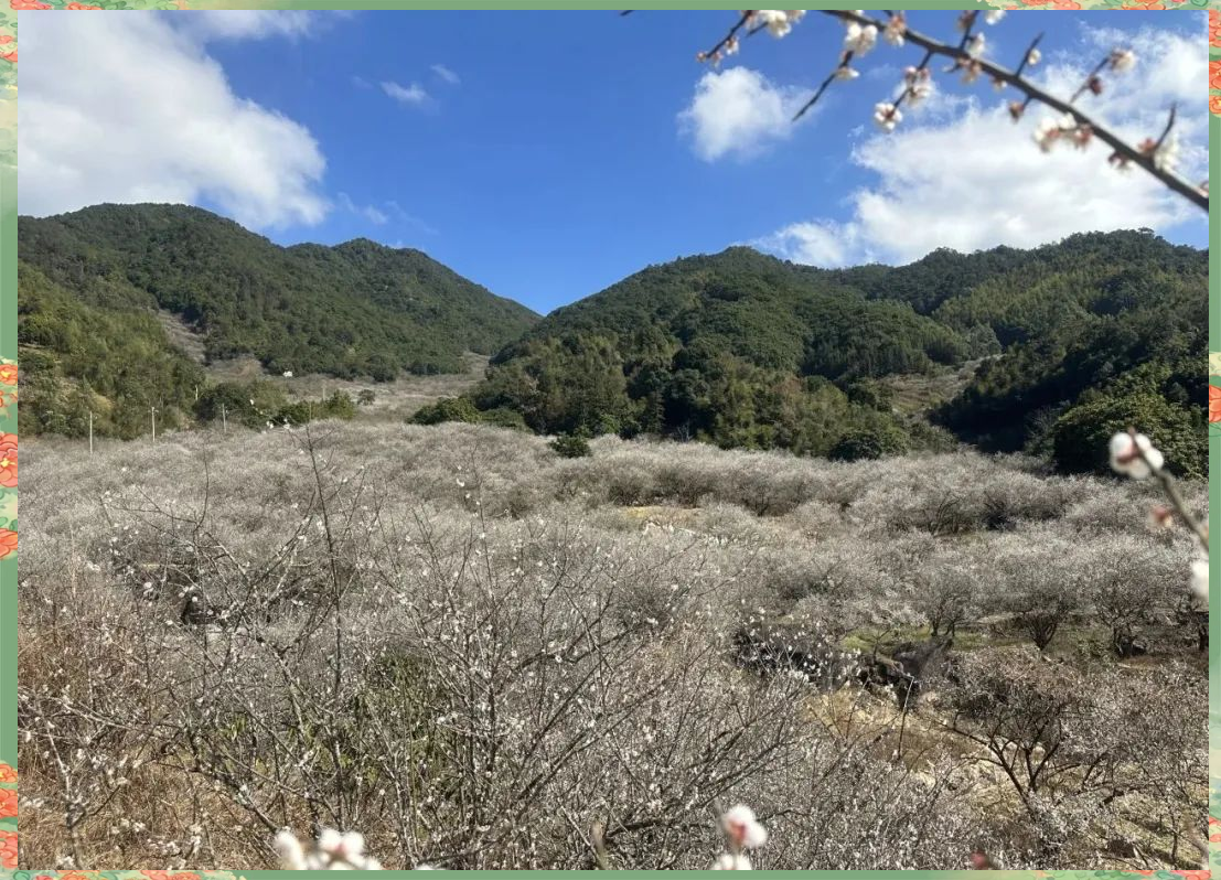 普宁船埔镇千亩梅花盛开,美景如画!