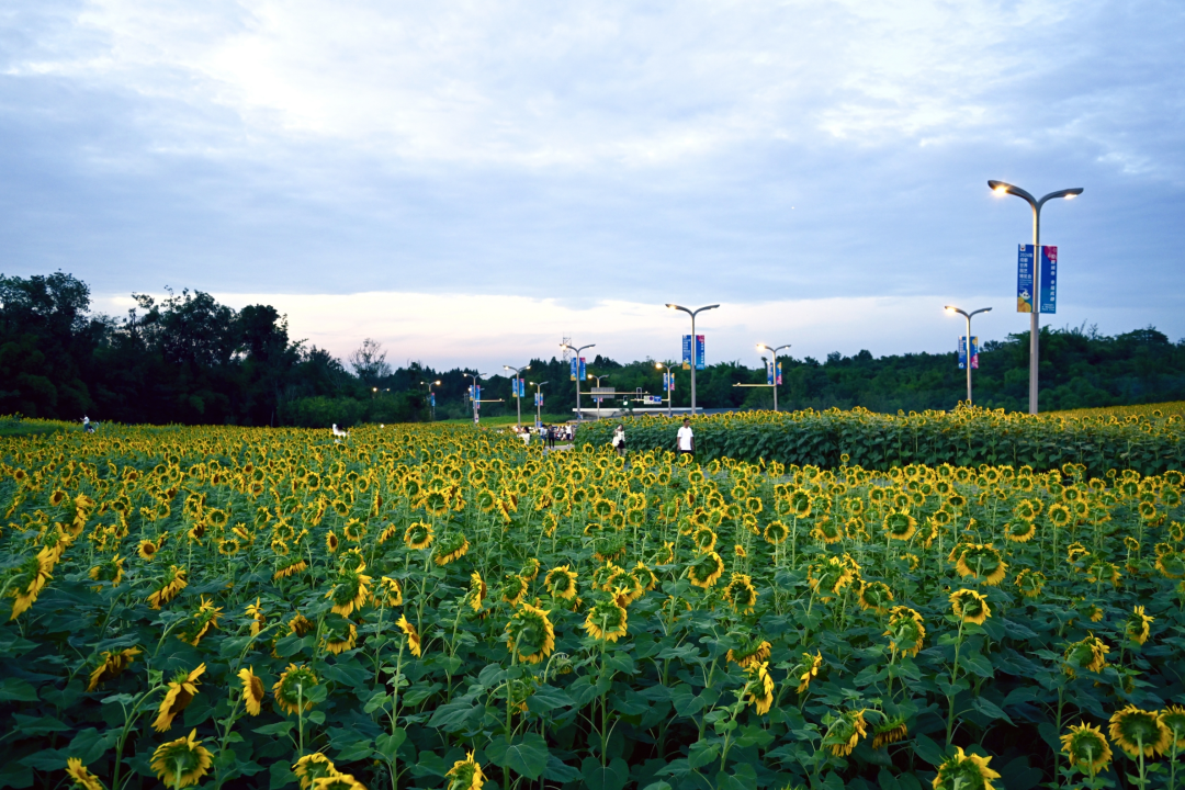 又出太阳了!成都这片花海,超美!