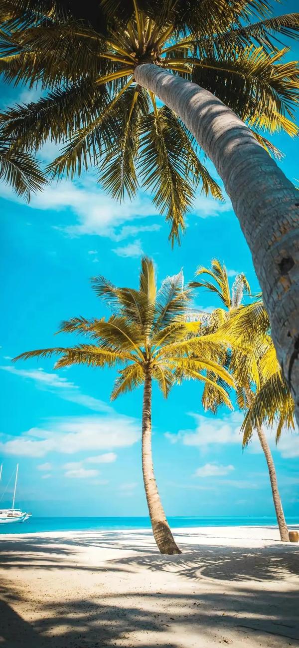 宝藏壁纸|夏天椰树壁纸合集