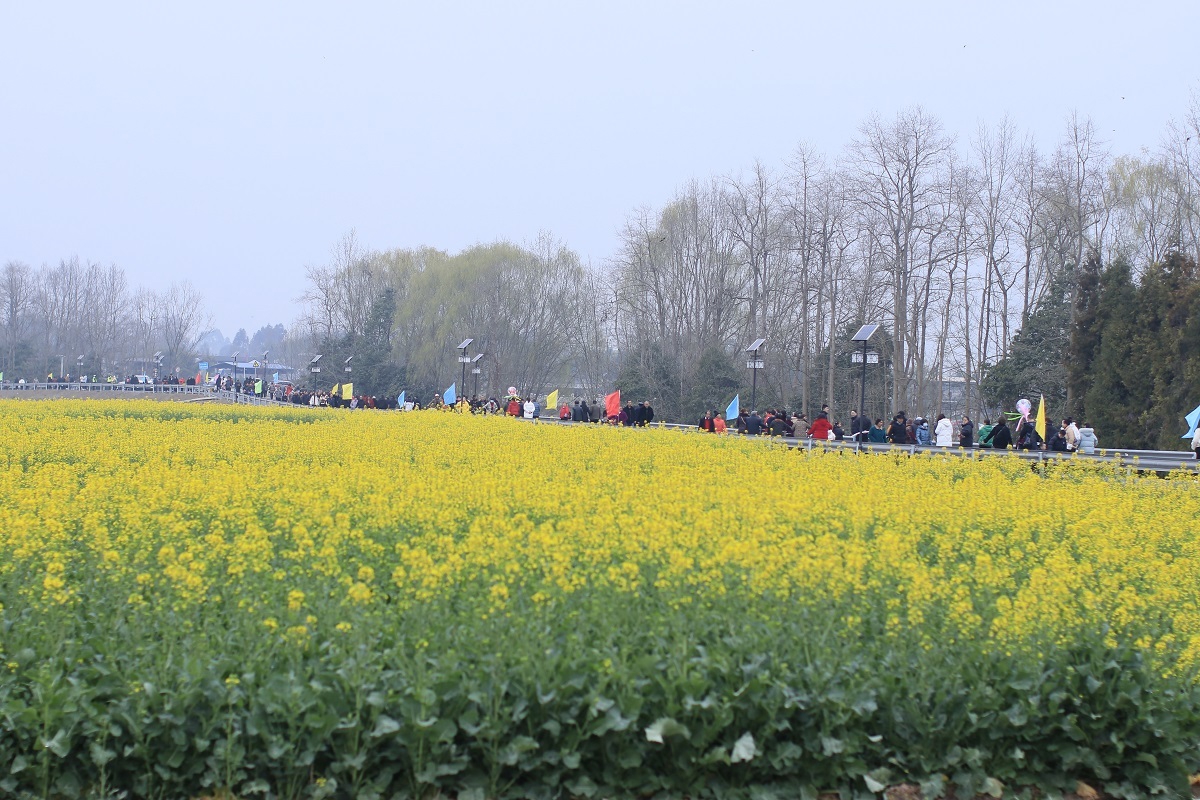 绵阳周边踏青图片