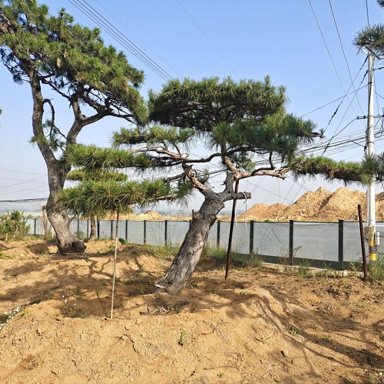 4米高造型油松价格多少钱一颗