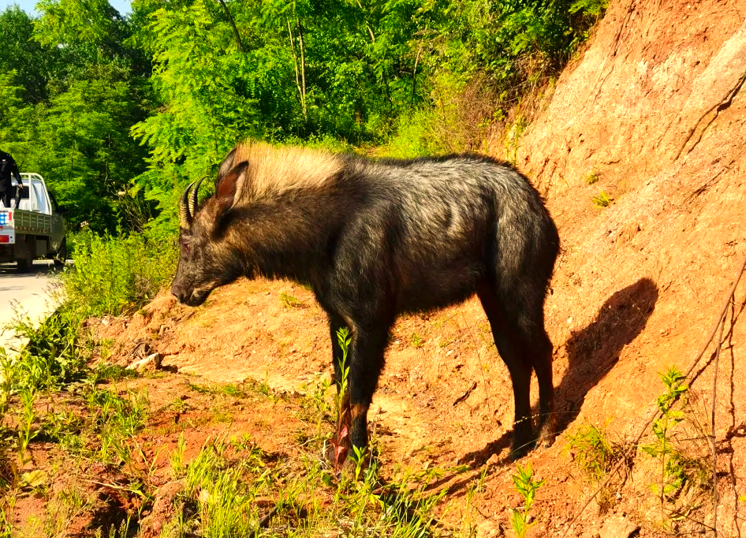 徽县警方救助"四不像"动物 助力其回归自然