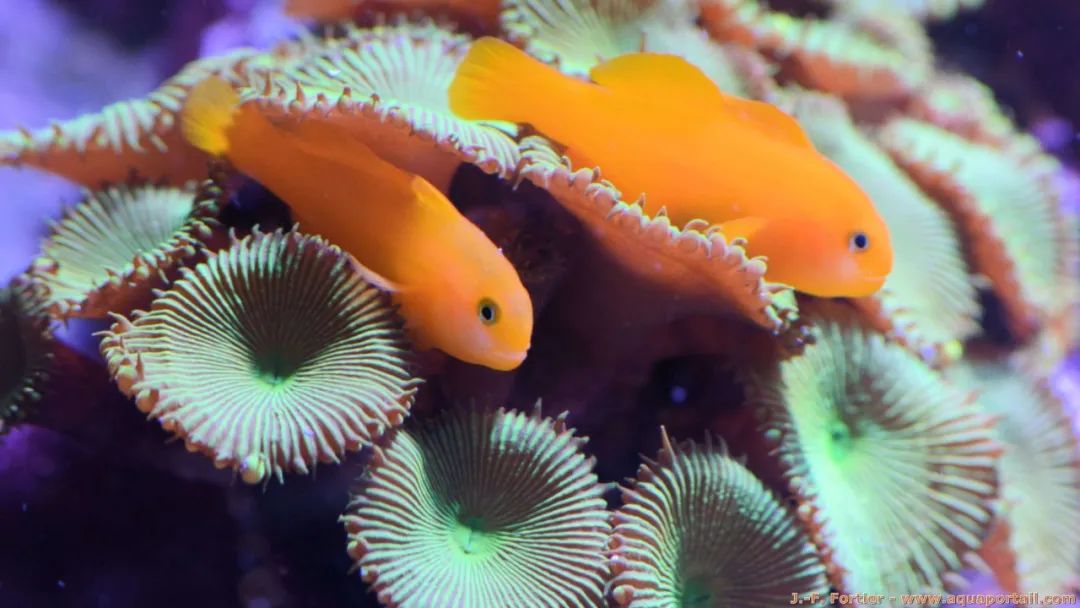 小缸萌物:能和sps共生的蟋蟀鱼