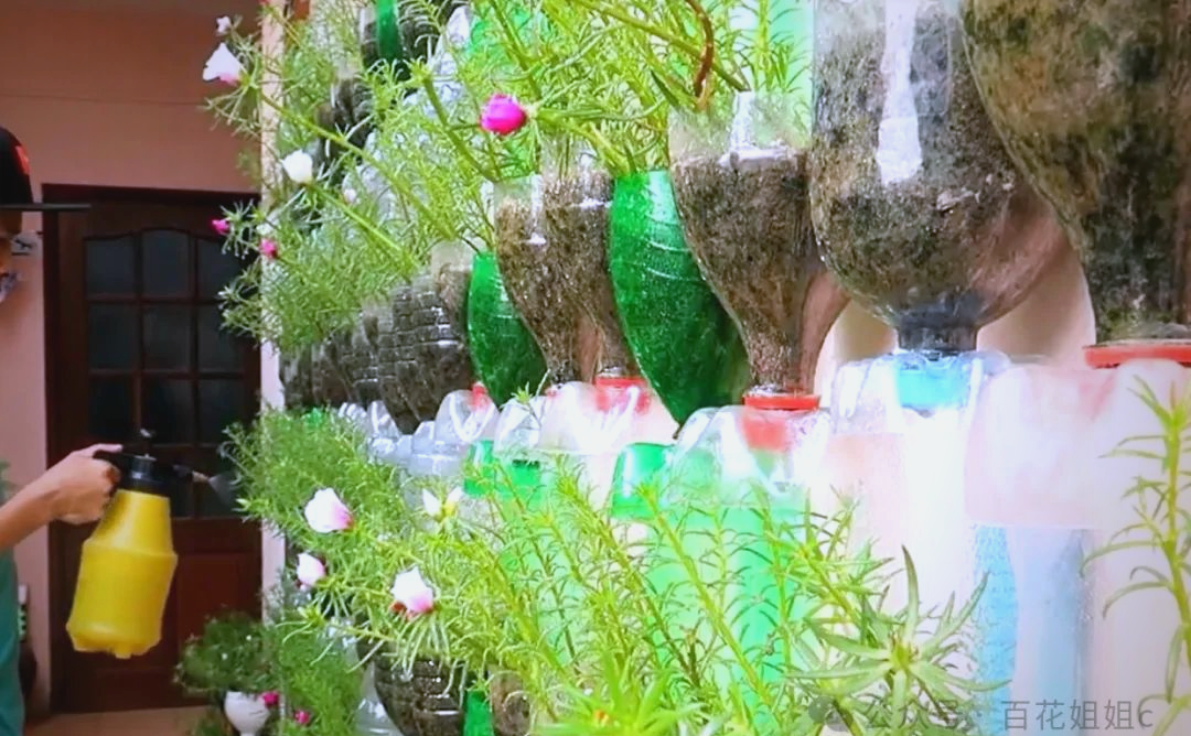 山东大叔巧用"饮料瓶",打造出惊艳的花墙,网友盛赞:高手在民间!