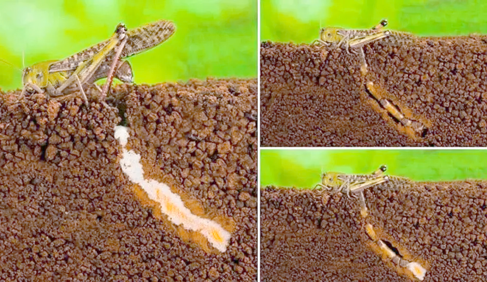 此外,完成产卵的蝗虫将自行结束生命,因此即使被杀灭