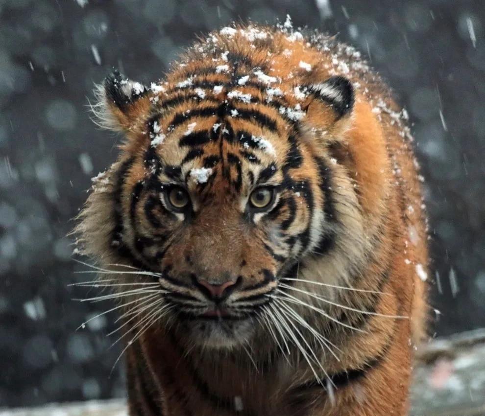 我国上千只圈养东北虎,无一放归野外