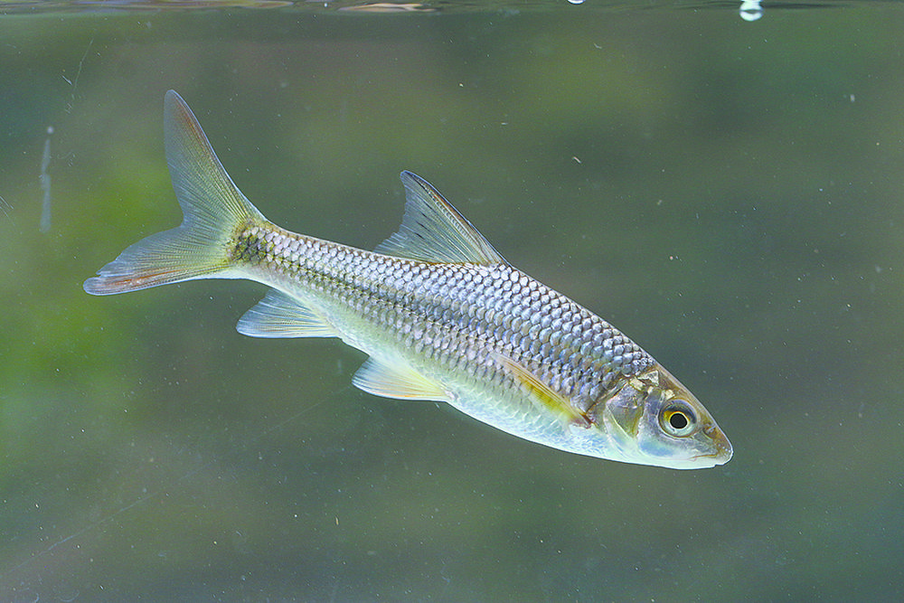 野生金线鲃畅游滇池