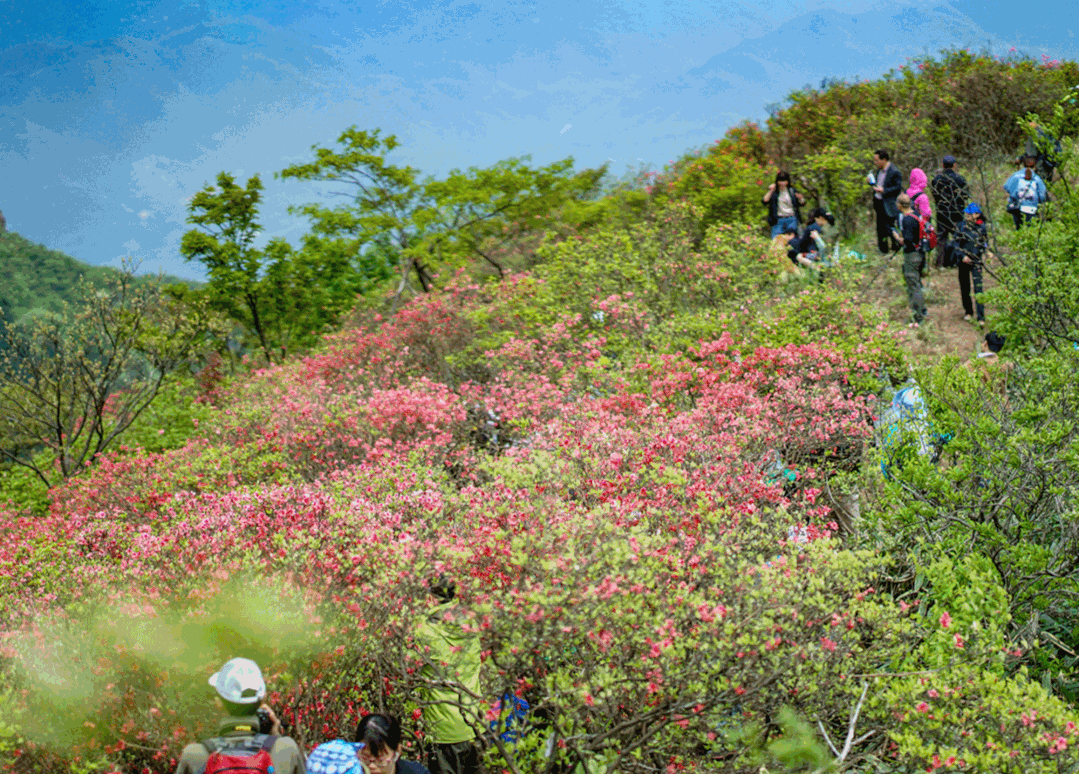 满园春色关不住!趁春光明媚,一起看杜鹃花吧