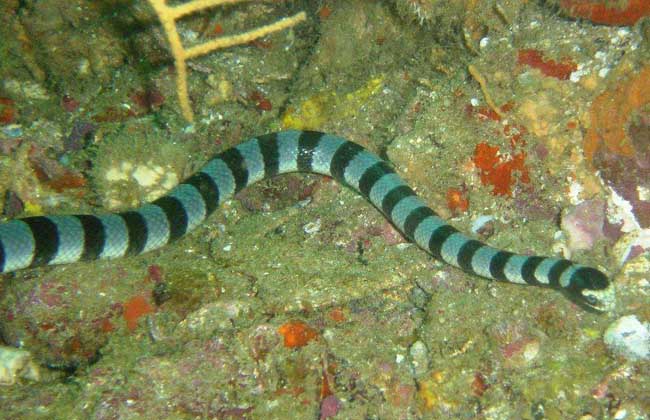 动物趣闻:世界十大毒王,黑曼巴居然排名倒数第一