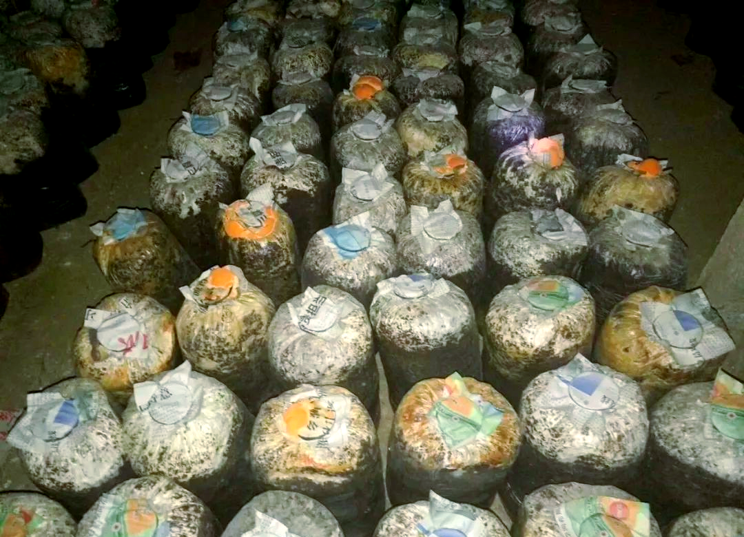 绿霉菌是食用菌生产过程中的一大威胁,常因管理不当或防治延误而造成