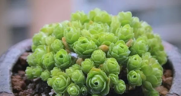玫瑰花盆栽造型图片