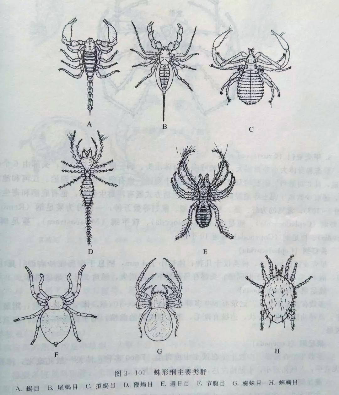 蜘蛛与昆虫:虽同属节肢动物,却有诸多不同!