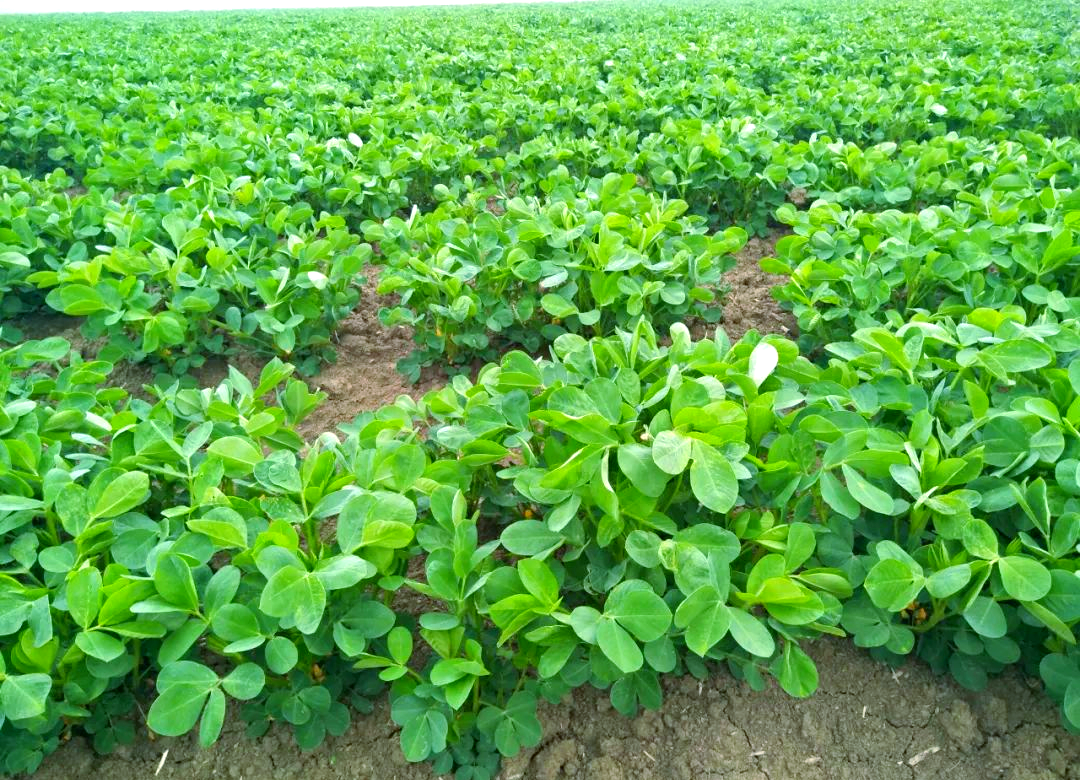 花生种植全攻略:时间,方法与收获要点