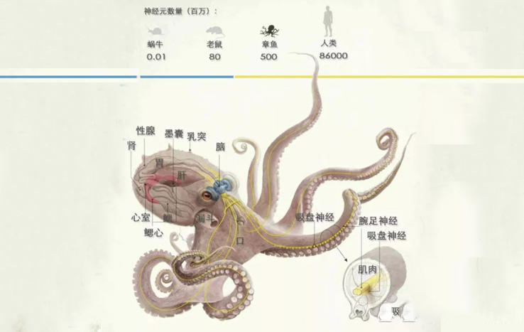 章鱼身体结构以神经元数量