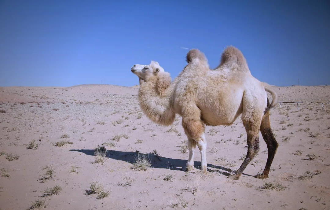 内蒙古骆驼众多,为何它们几乎没有天敌?